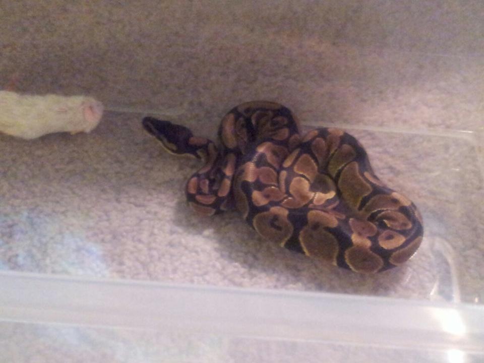 Daenerys 5/2/2013