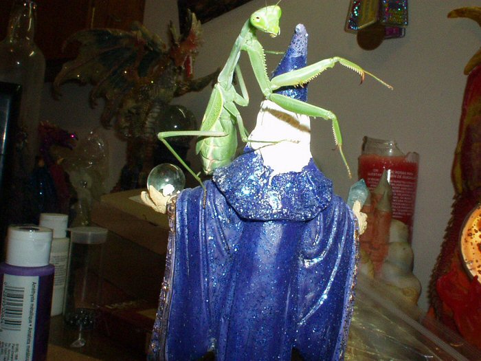 Esmarelda Protecting The Wizard