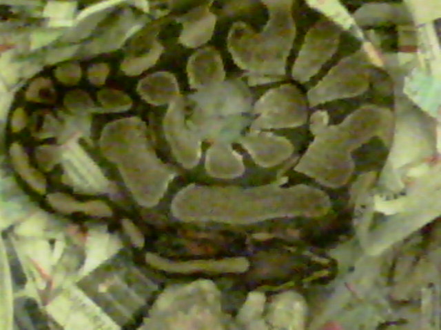 ball python