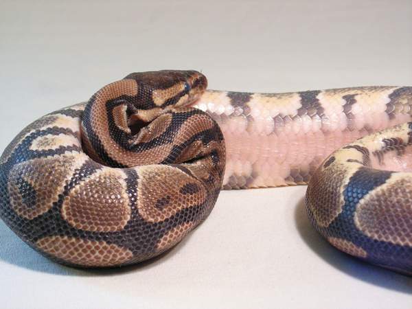Baby in shed.