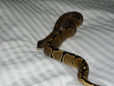Athena 2