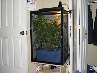 Sly's Terrarium