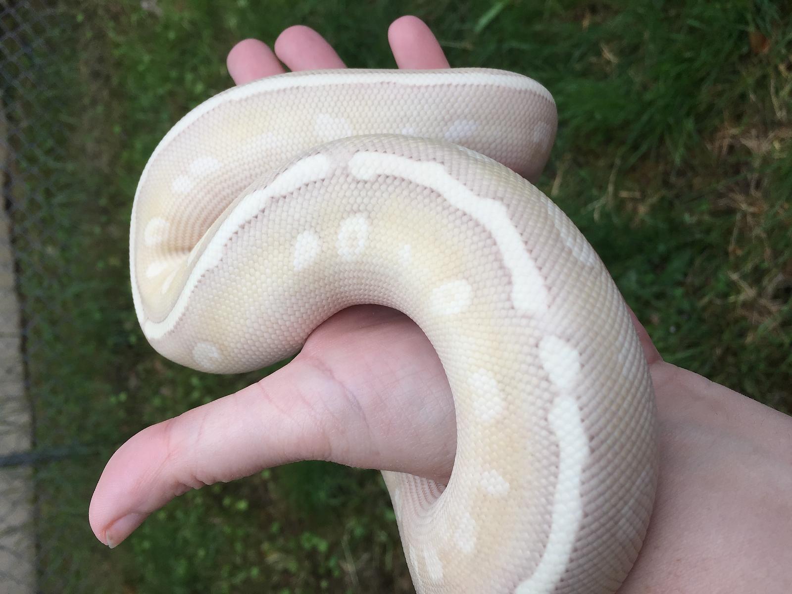 Banana potion 6 months old