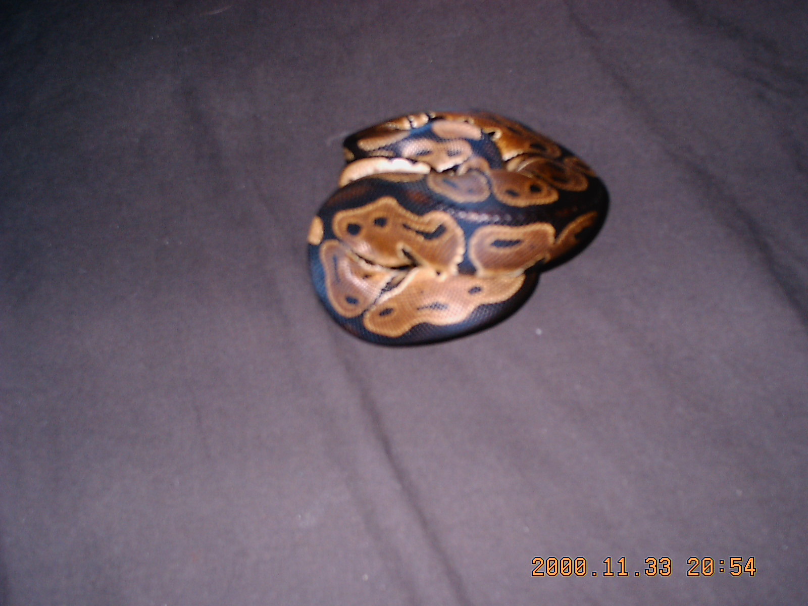 this is my clam