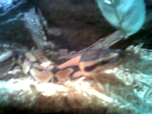 Jack1
