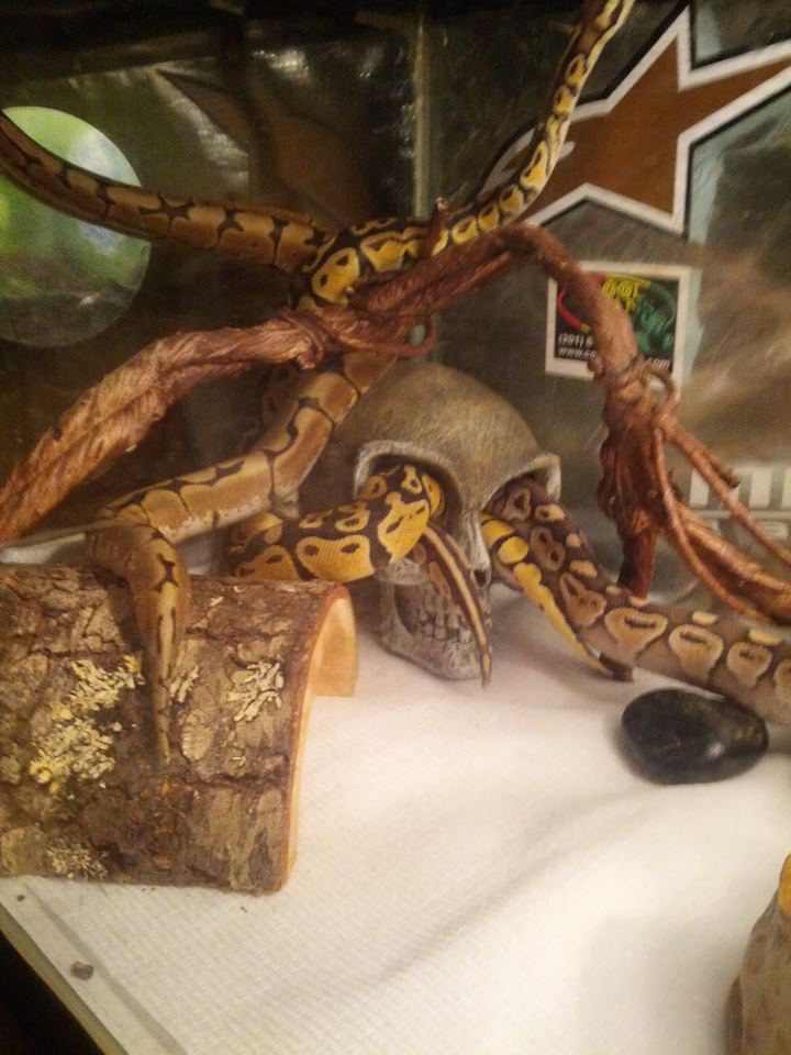 snake 1