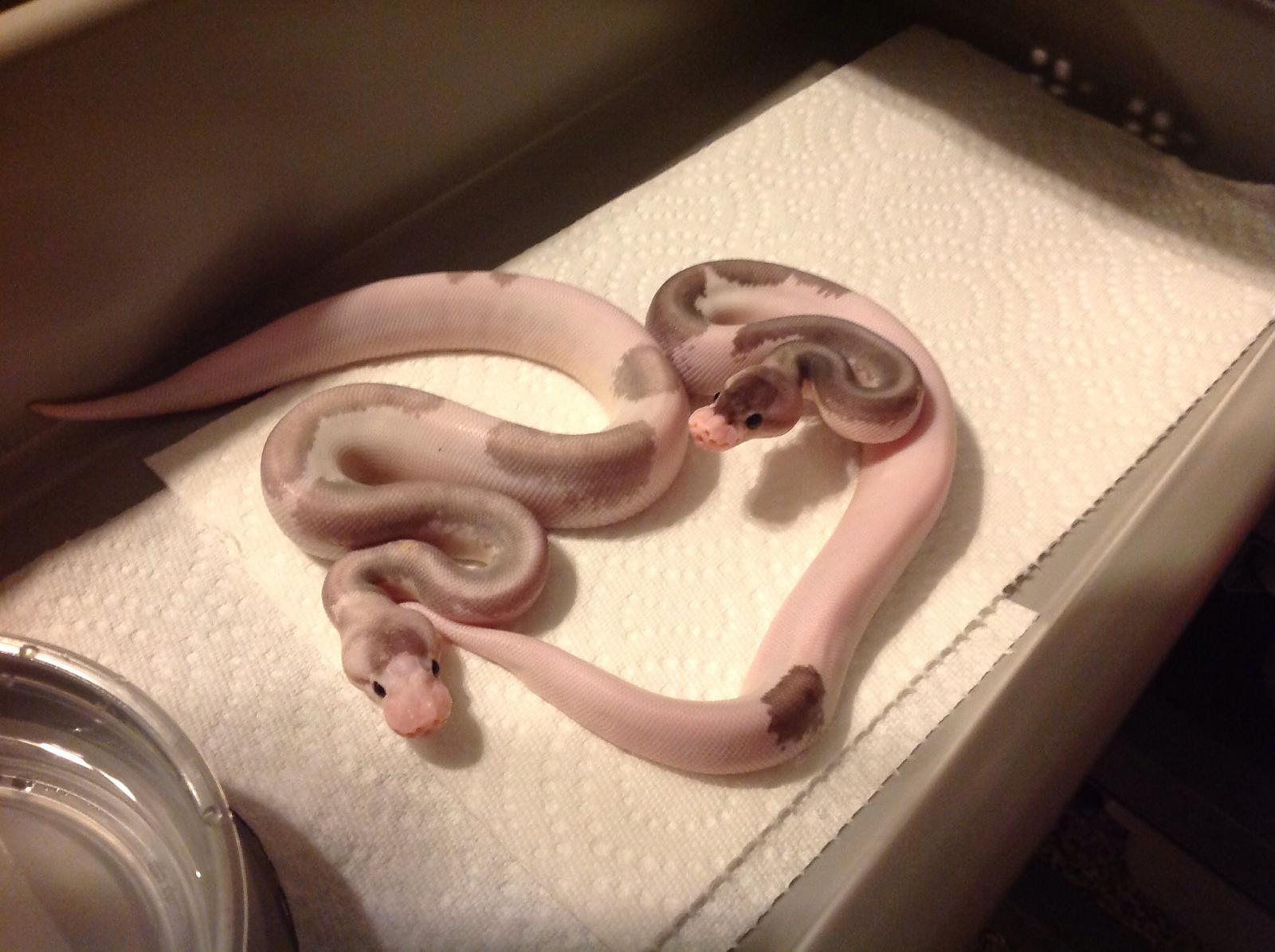Ball Python clutch what are these two?