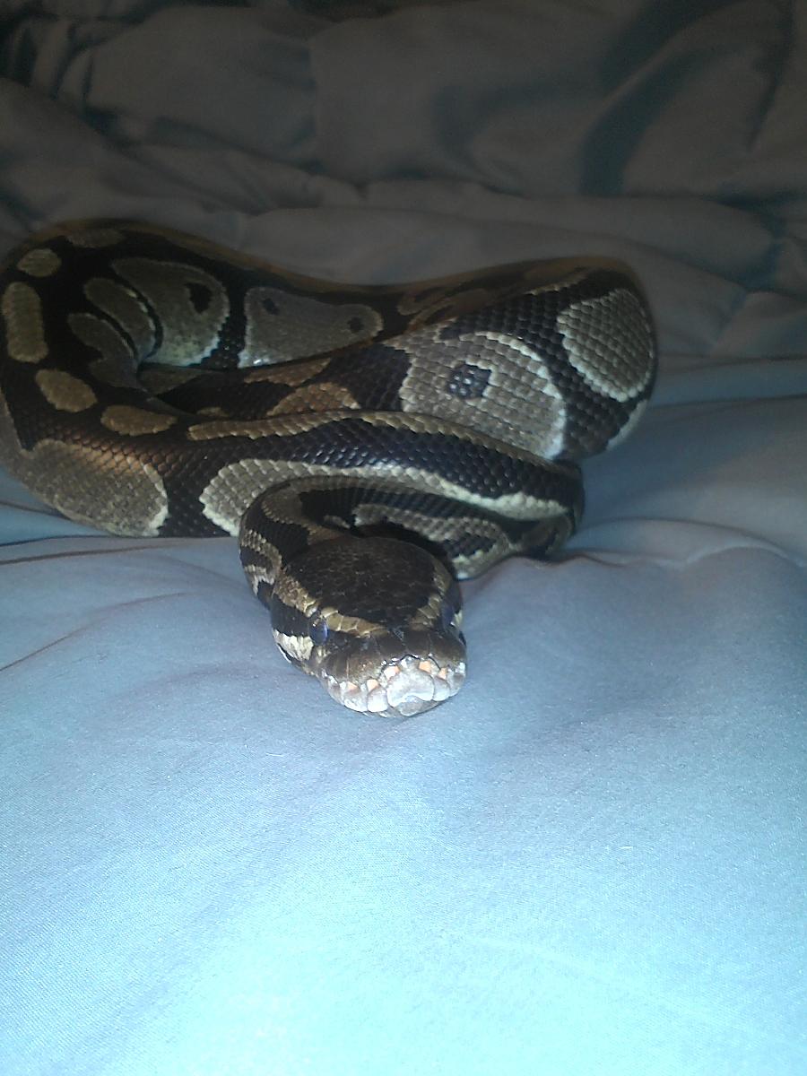Drake Pic 8