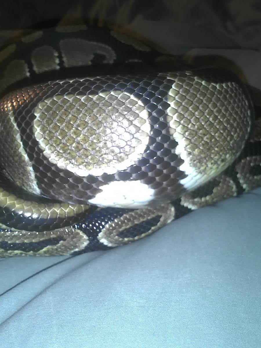 Drake Pic 5