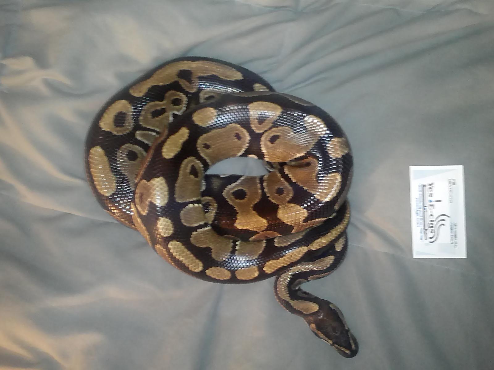 Drake Pic 3