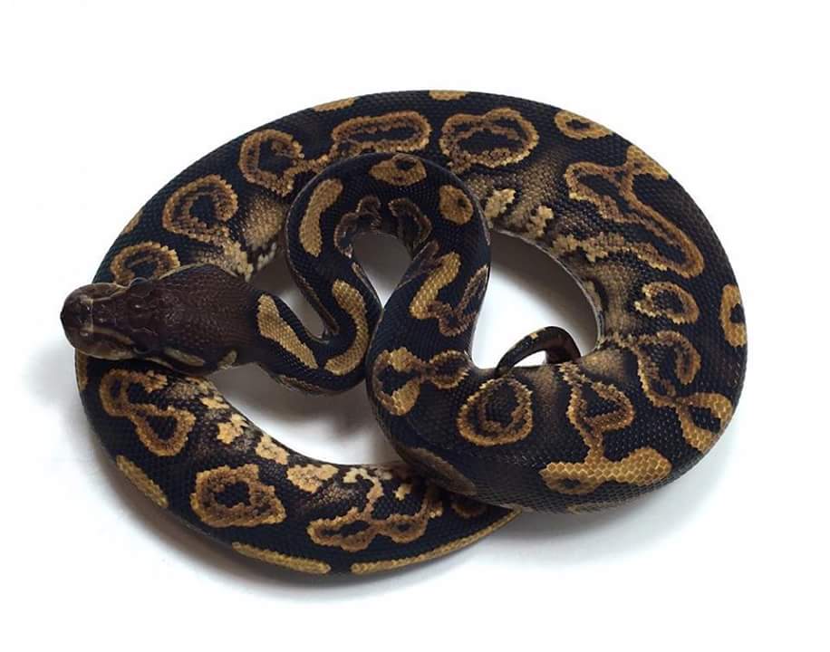 Breeders pic of Ankh-Meri-Ra 