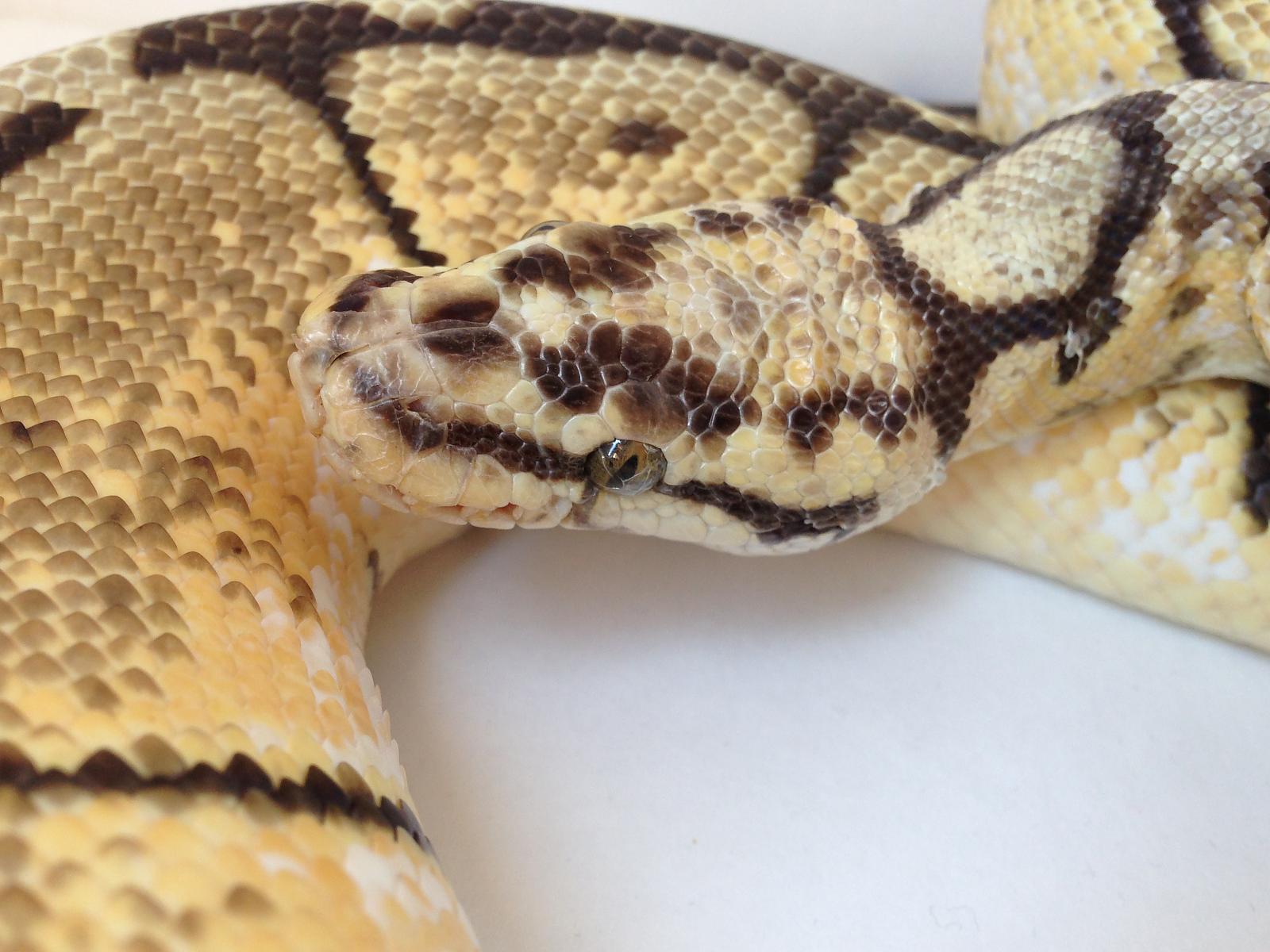 Ball Pythons