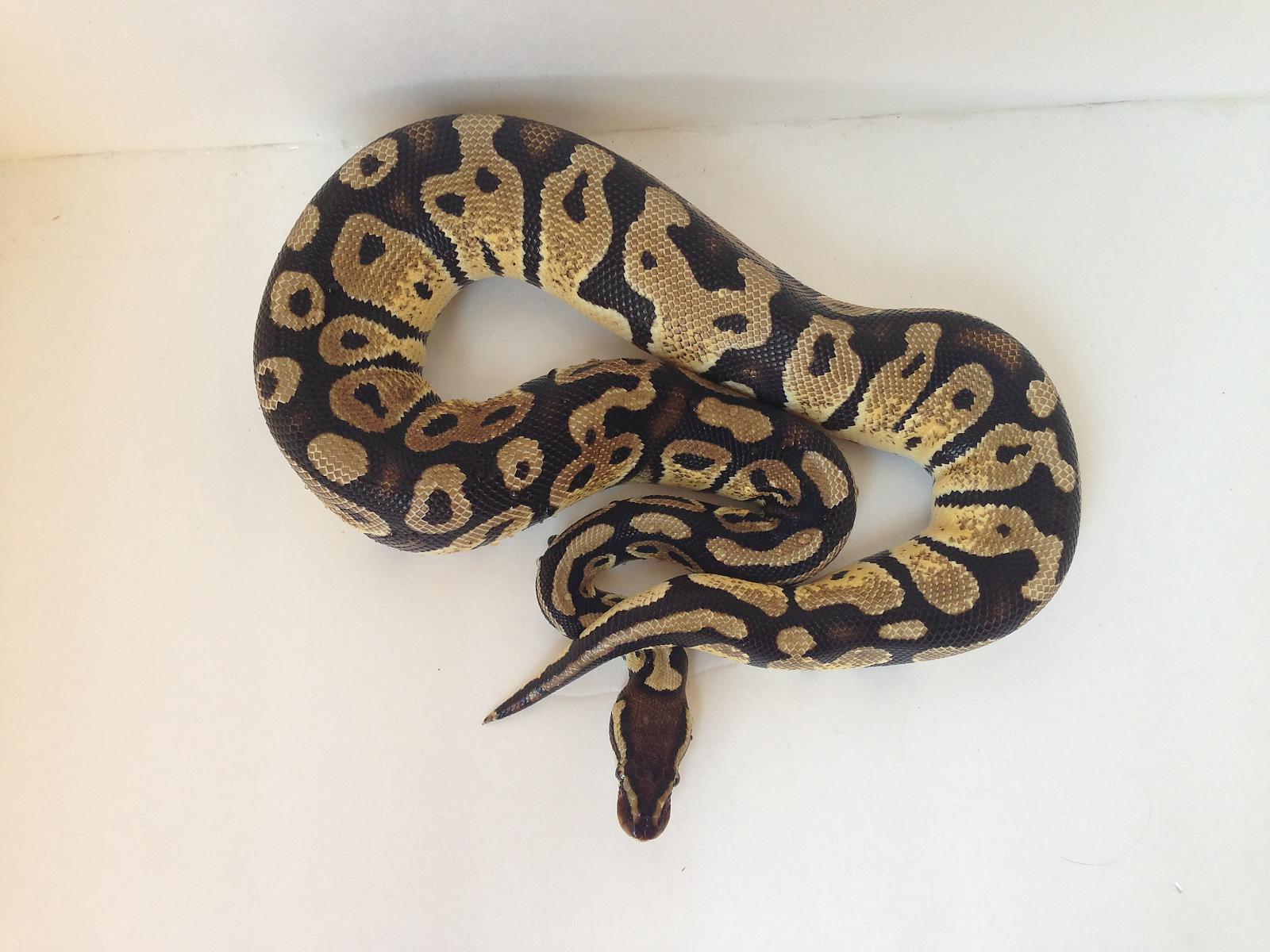 Ball Pythons