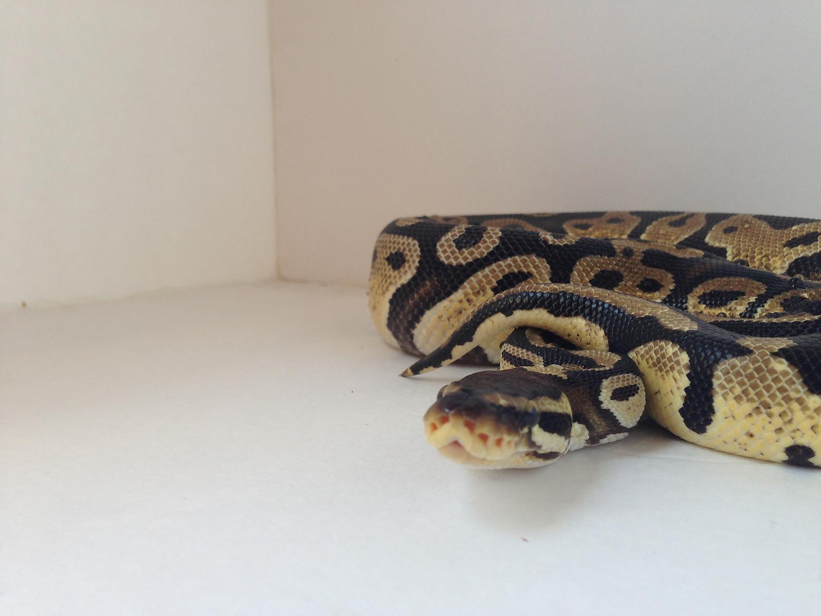 Ball Pythons