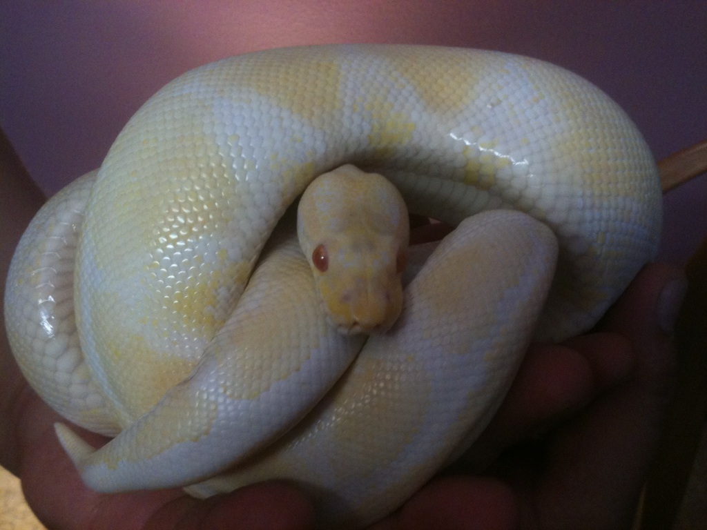 ALBINO MALE 1