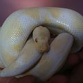 ALBINO MALE 1