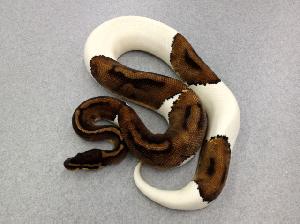 PIED MALE 1