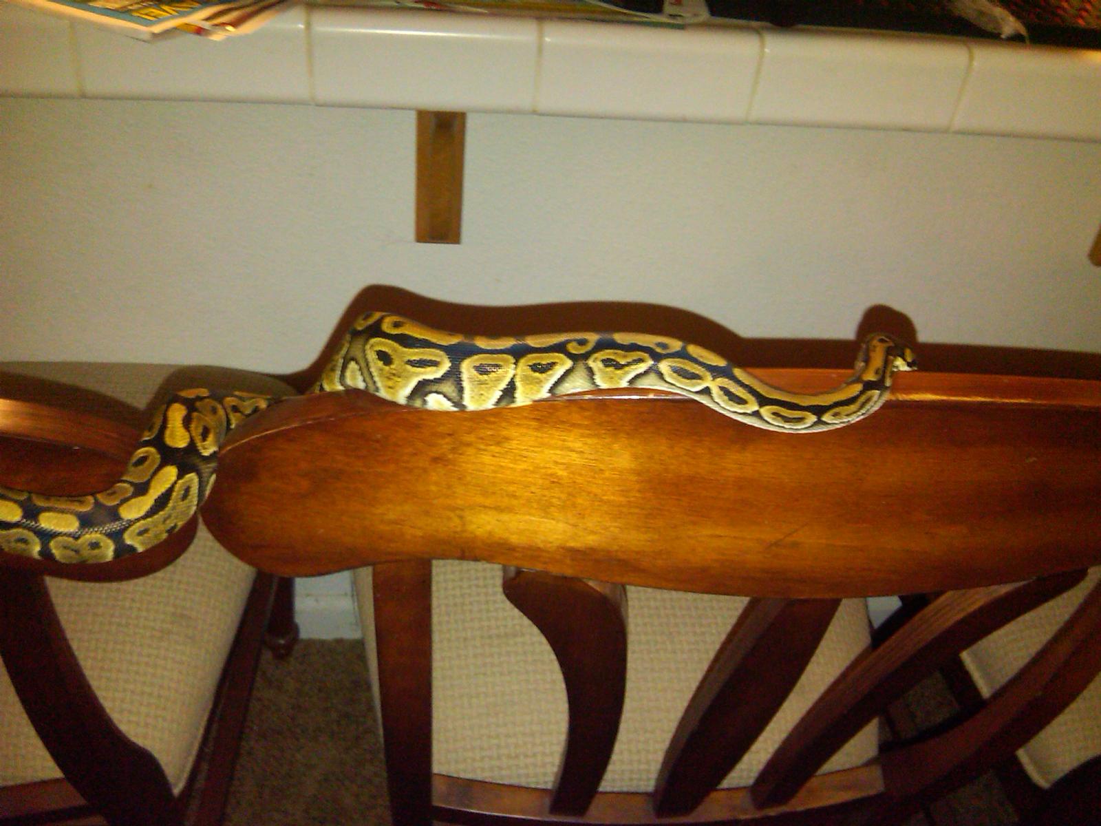 acrobat