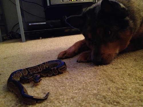 Oz and Orchid