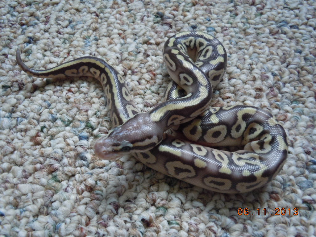 I need help to figure out what these 2013 hatchlings are.