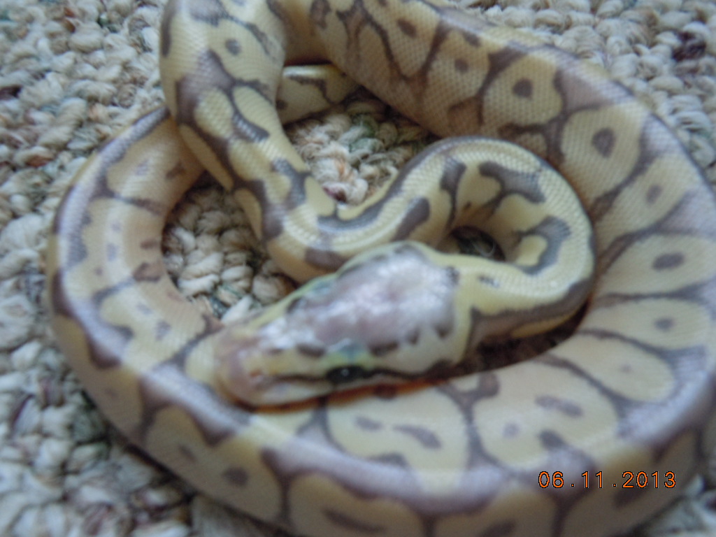 I need help to figure out what these 2013 hatchlings are.