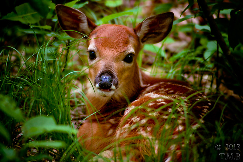 Resting Fawn