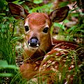 Resting Fawn