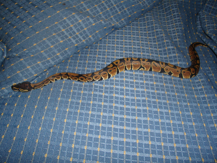 bp-5