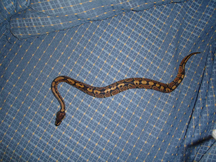 bp-6_576896