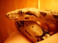 Shadow the red tail boa