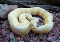 Albino - Male