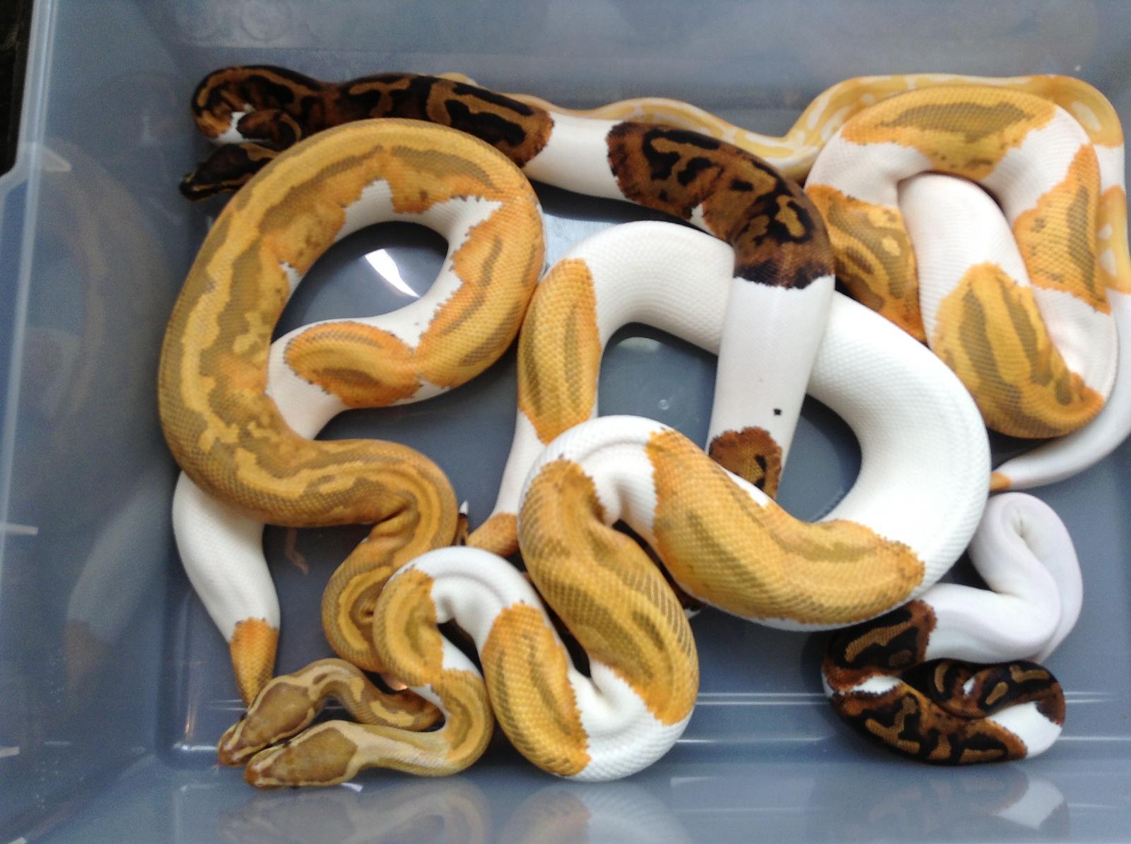 A few variations of pieds