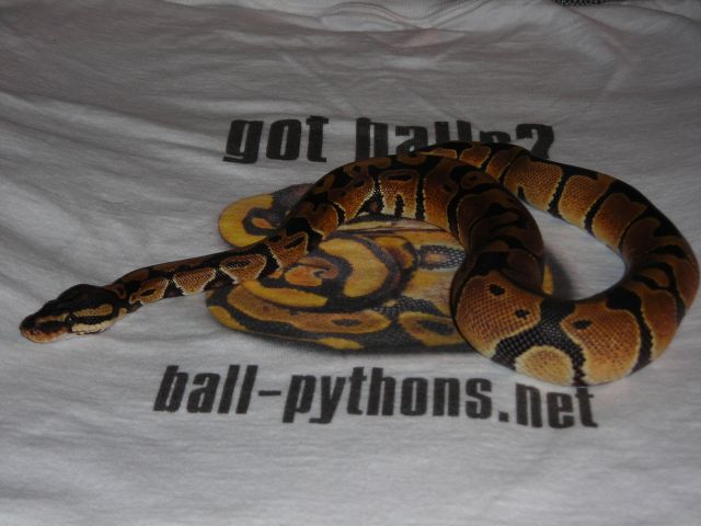 my snake