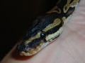close up shot