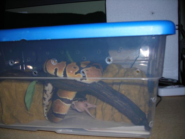 BP eating