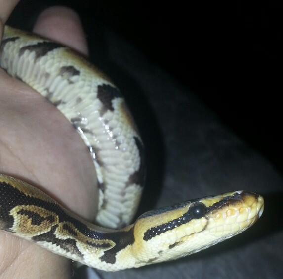 Lucy