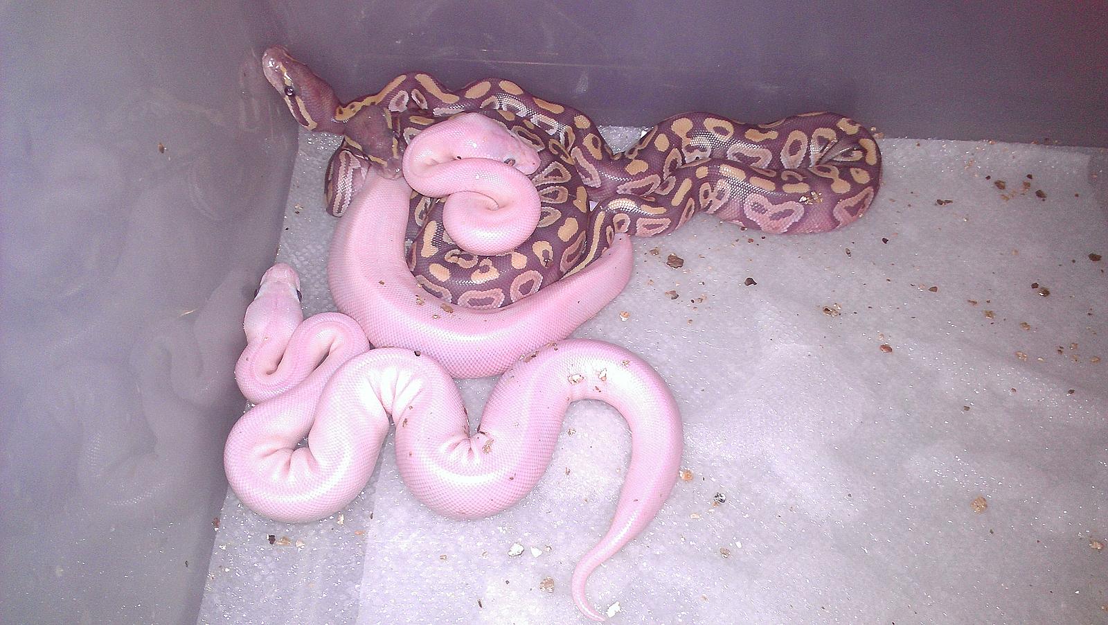 Hypo Butter Mojave's