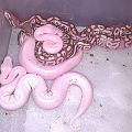 Hypo Butter Mojave's