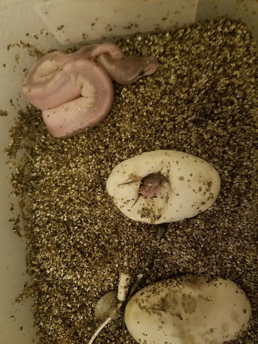 New hatchlings