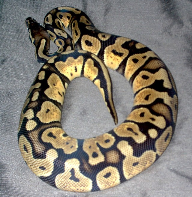 Female Pastel Jungle