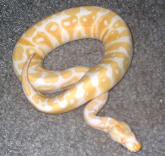 Female Albino