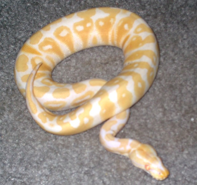 Female Albino