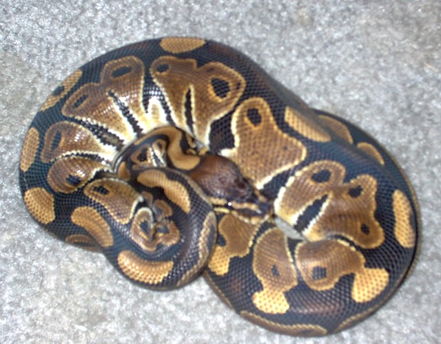 Male Het Albino