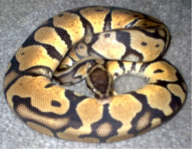 Male Lemon Pastel