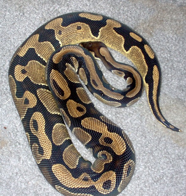 Female Normal