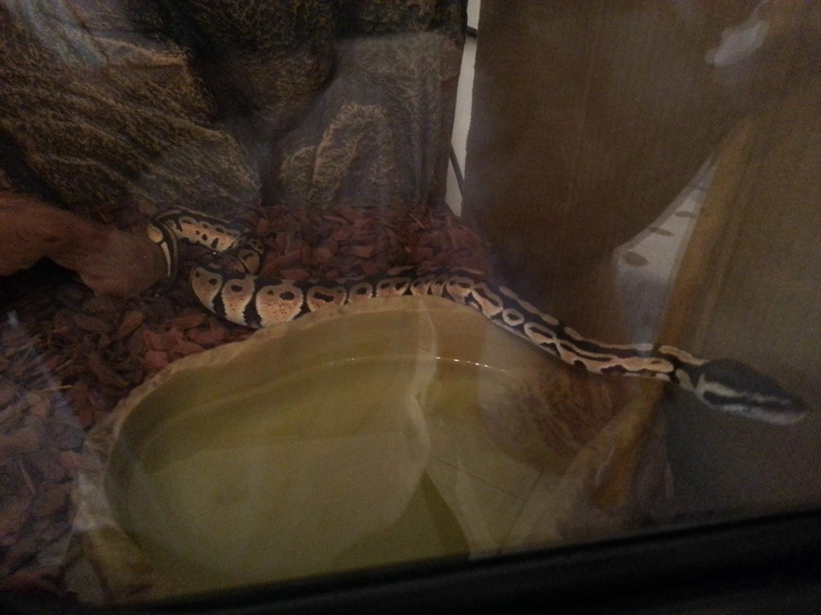 Lillith New home