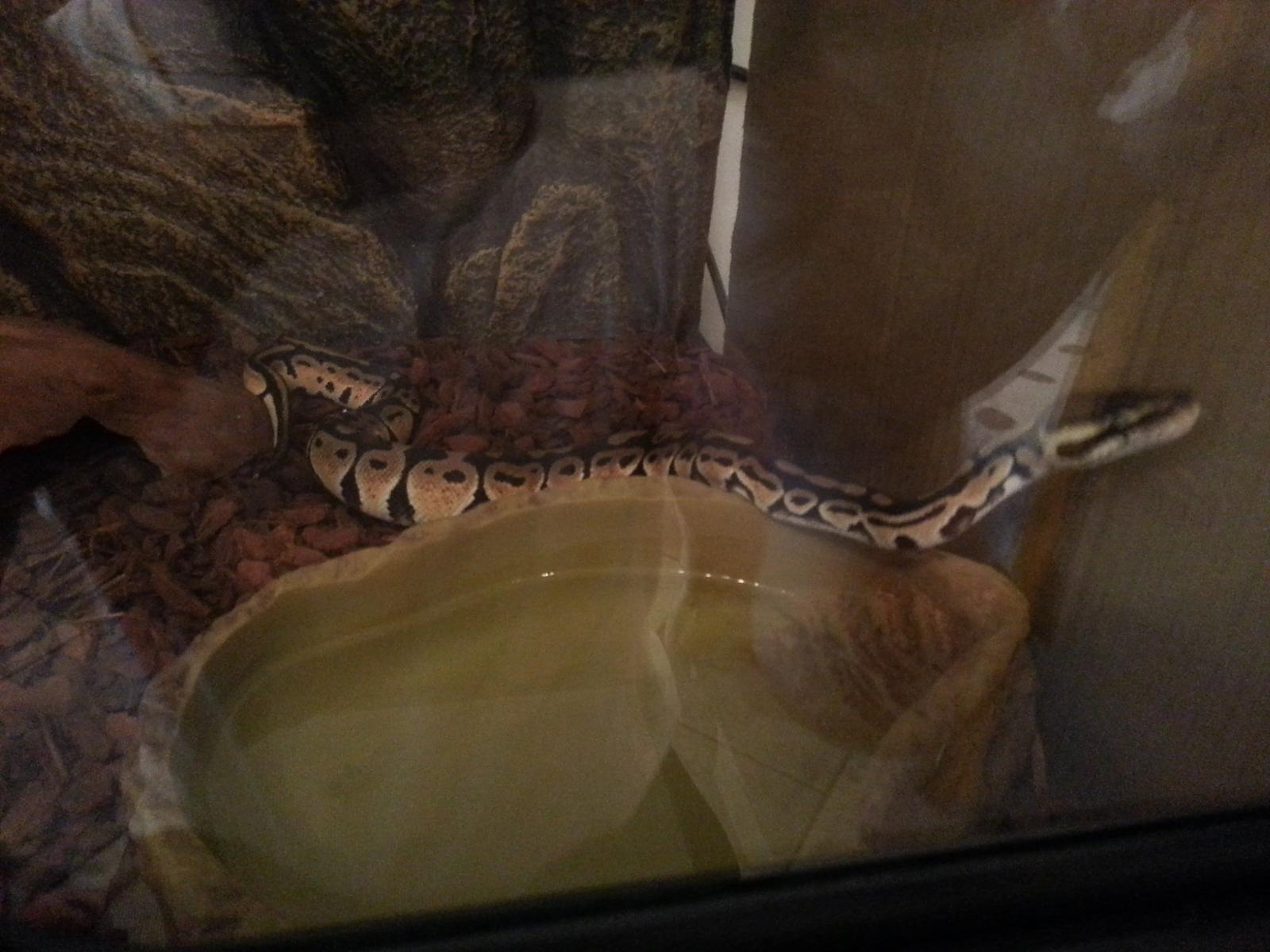 Lillith New home