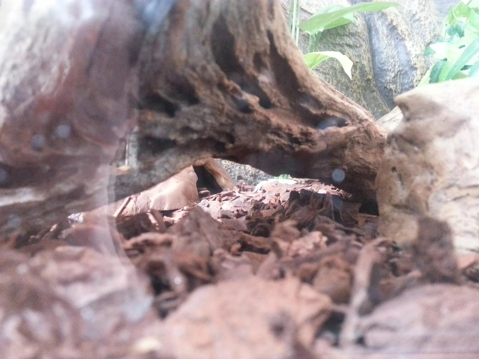New Tank Bits