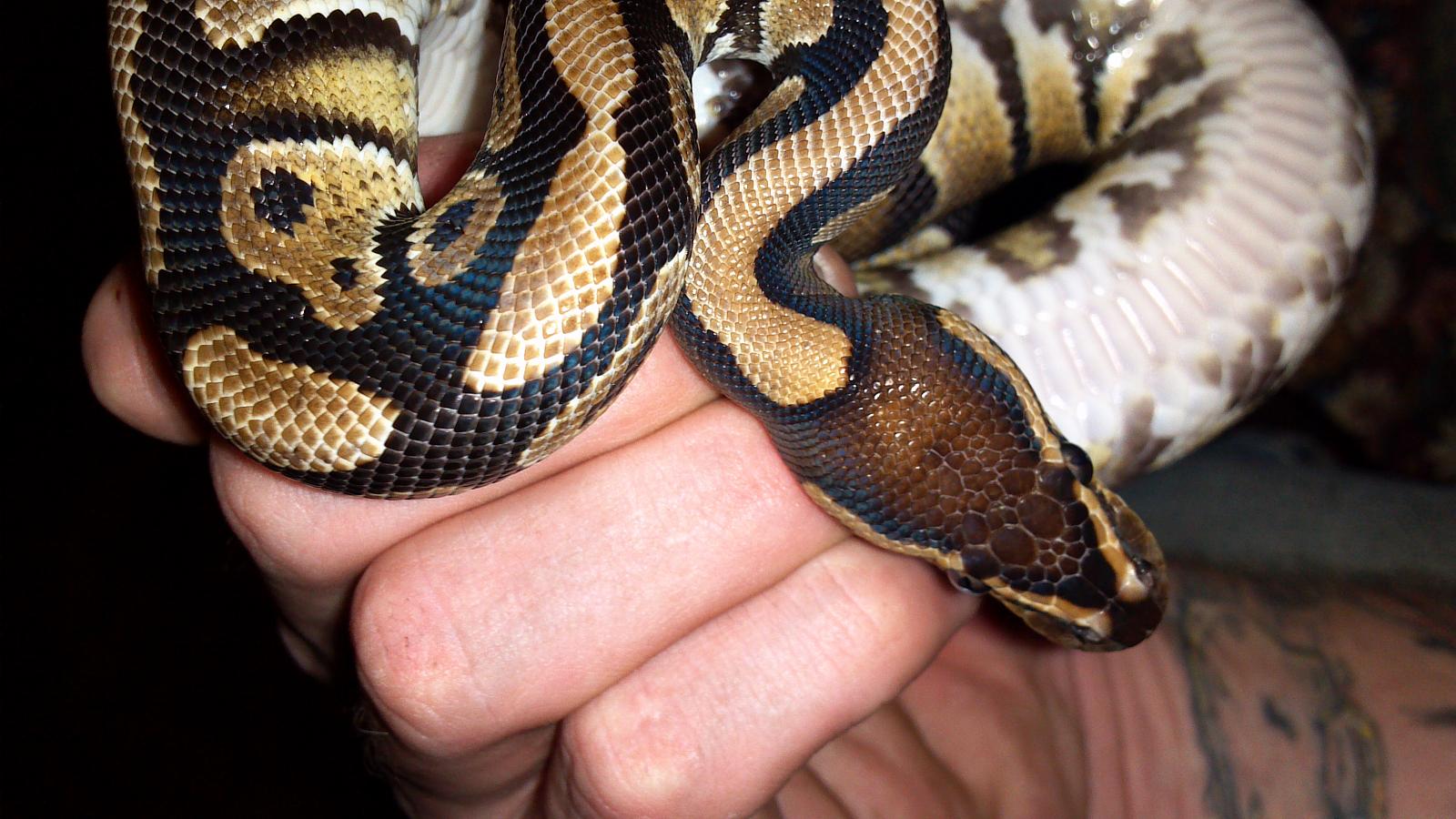 Yellow belly