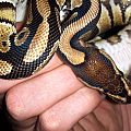 Yellow belly